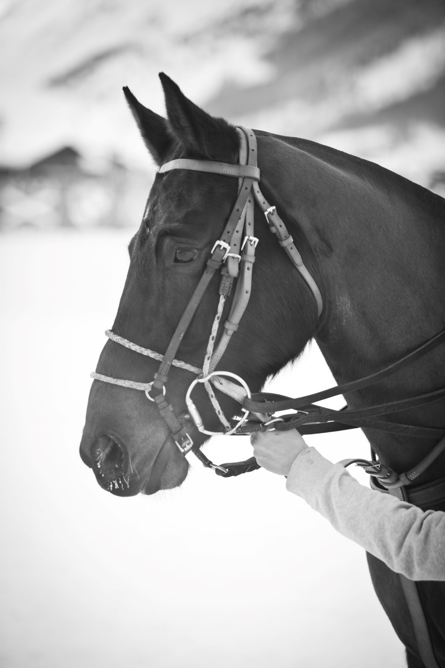 andyparantpolophotopolomagazinepolotourpolofrancepolomastersfrenchpolotournament 7